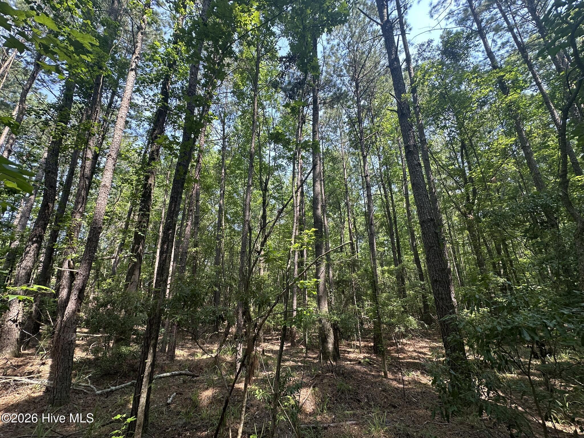 Lot E Ridge Road Appling, GA 30802 - Photo 12 of 23 IMG_0467