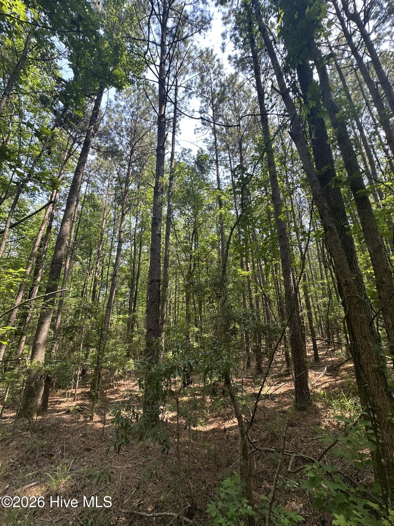 Lot E Ridge Road Appling, GA 30802 - Photo 13 of 23 IMG_0468