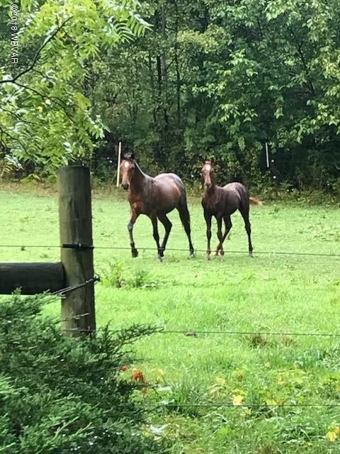1410 Beaver Road Julian, PA 16844 - Photo 25 of 39 horses 4