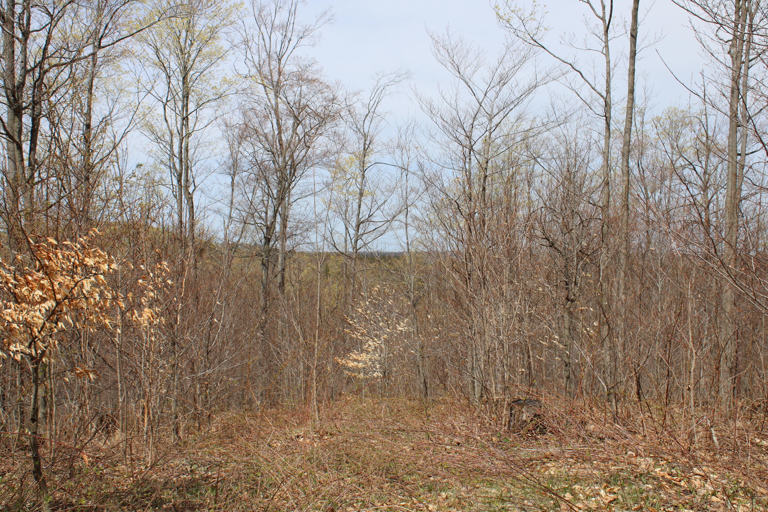 8241 Anger Road Mancelona, MI 49659 - Photo 33 of 42 IMG_5778