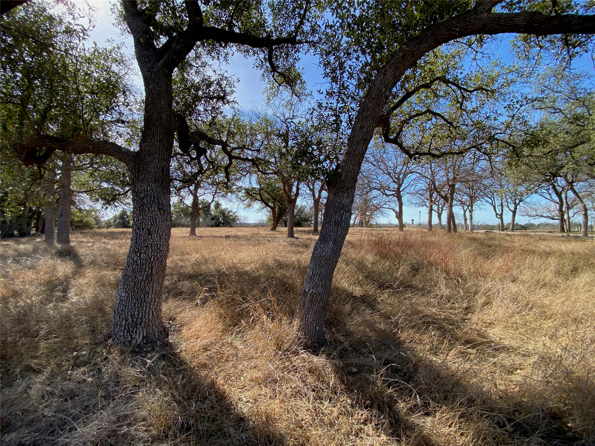 Tbd Lightning Ranch Road Georgetown, TX 78628 - Photo 2 of 15 a view of a yard with a tree