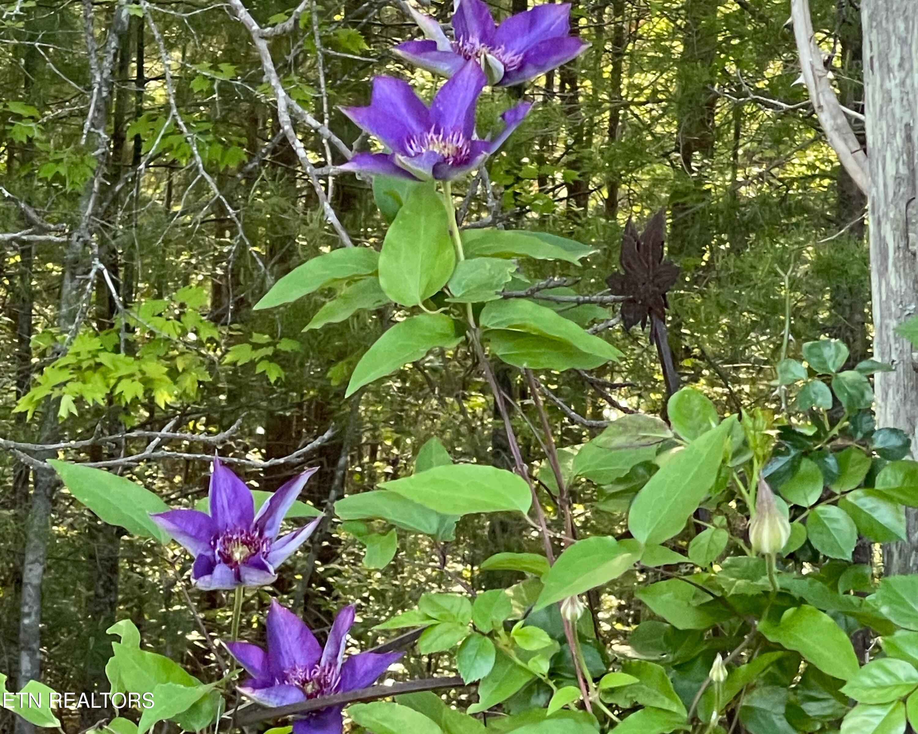 116 Old Doc Rogers Road Tellico Plains, TN 37385 - Photo 20 of 28 IMG_1626