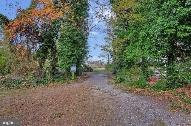 a view of a forest with trees in the background