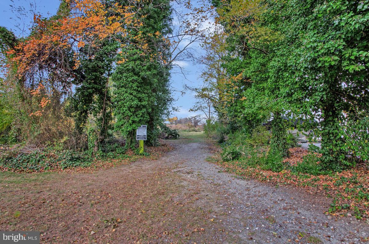 267 Lake Riviera Road Pasadena, MD 21122 - Photo 32 of 34 a view of a forest with trees in the background