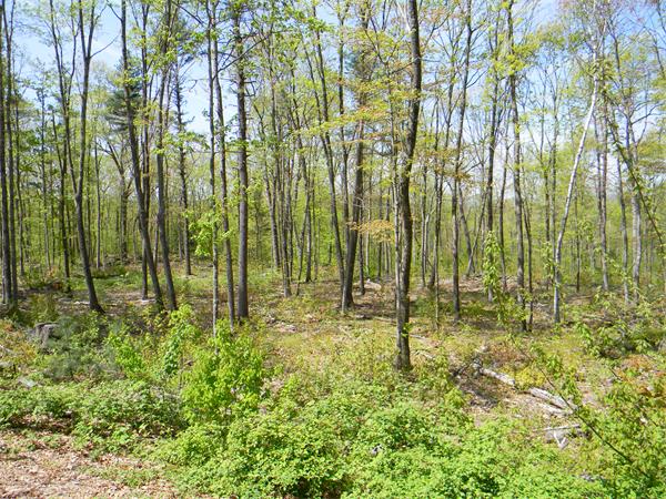63 Brookfield Road North Brookfield, MA 01535 - Photo 18 of 20 Gallery Image 18