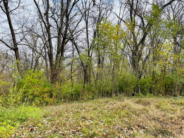 a view of a yard with plants and trees