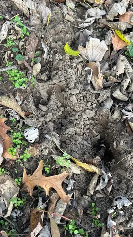 a view of a yard with plants and trees