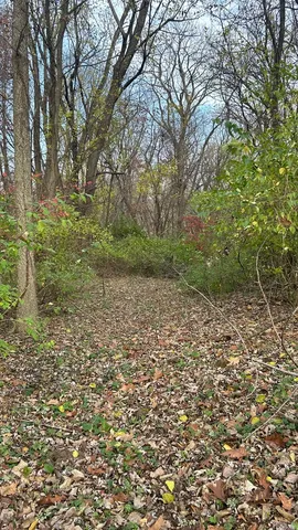 a view of a backyard with large trees