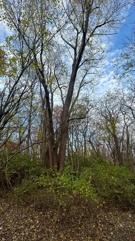 a view of a yard with trees