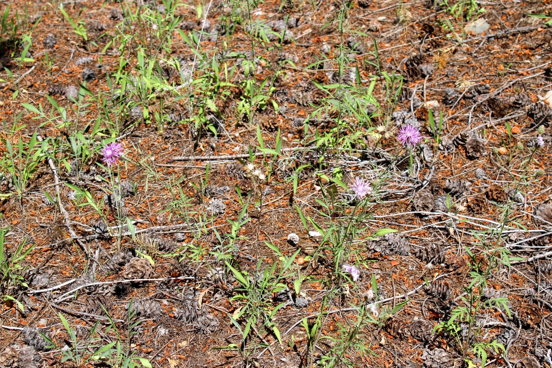 1 Pardee Flat Road Superior, MT 59872 - Photo 22 of 35 Gallery Image 22