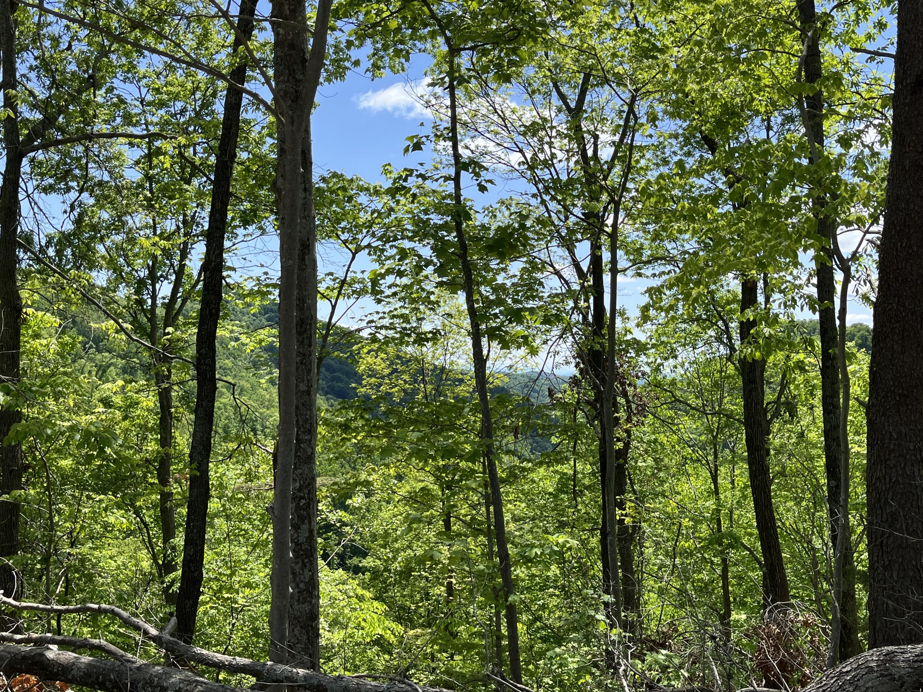 Tbd Bear Hollow Road Greeneville, TN 37745 - Photo 46 of 51 IMG_8034