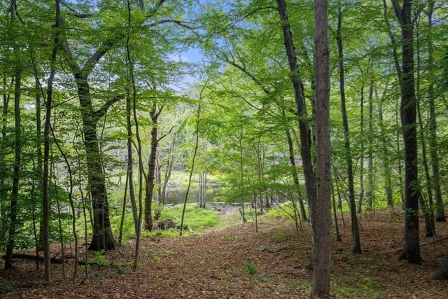 a view of a forest