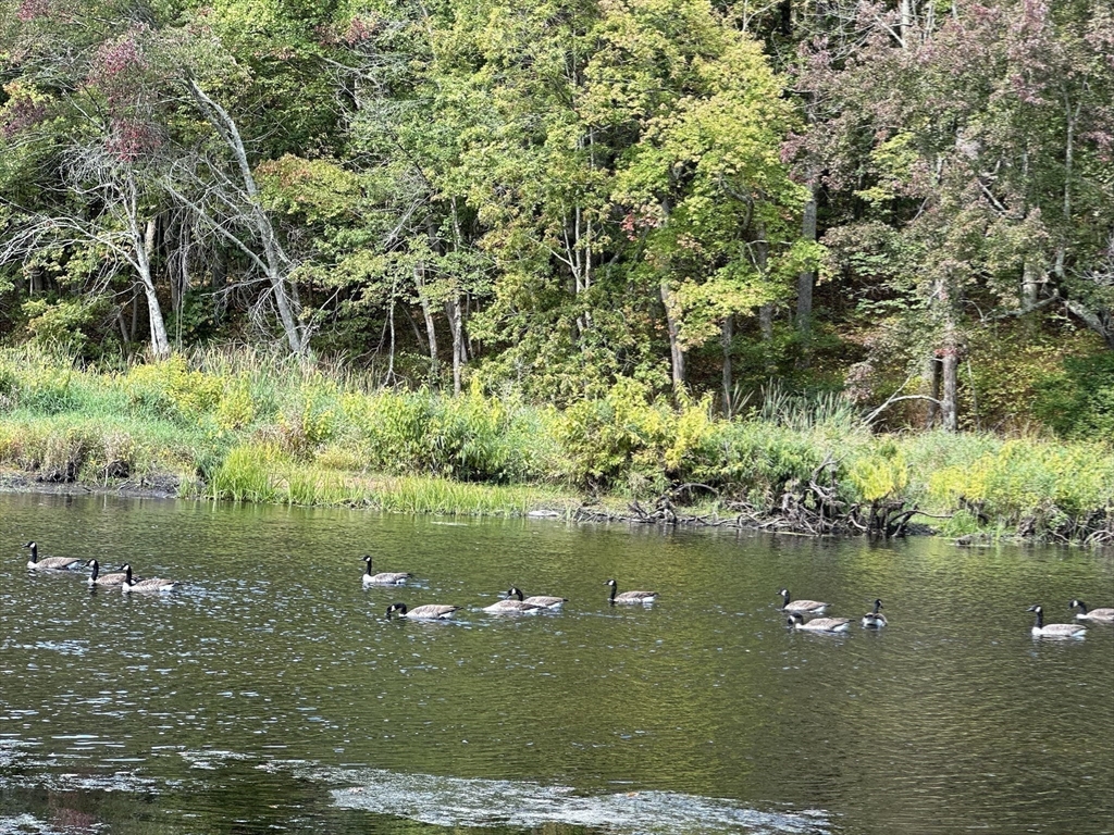 23 Indian Ridge Road Natick, MA 01760 - Photo 33 of 40 a view of a lake with a big yard