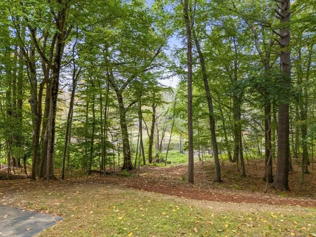 a view of a forest with trees in the background