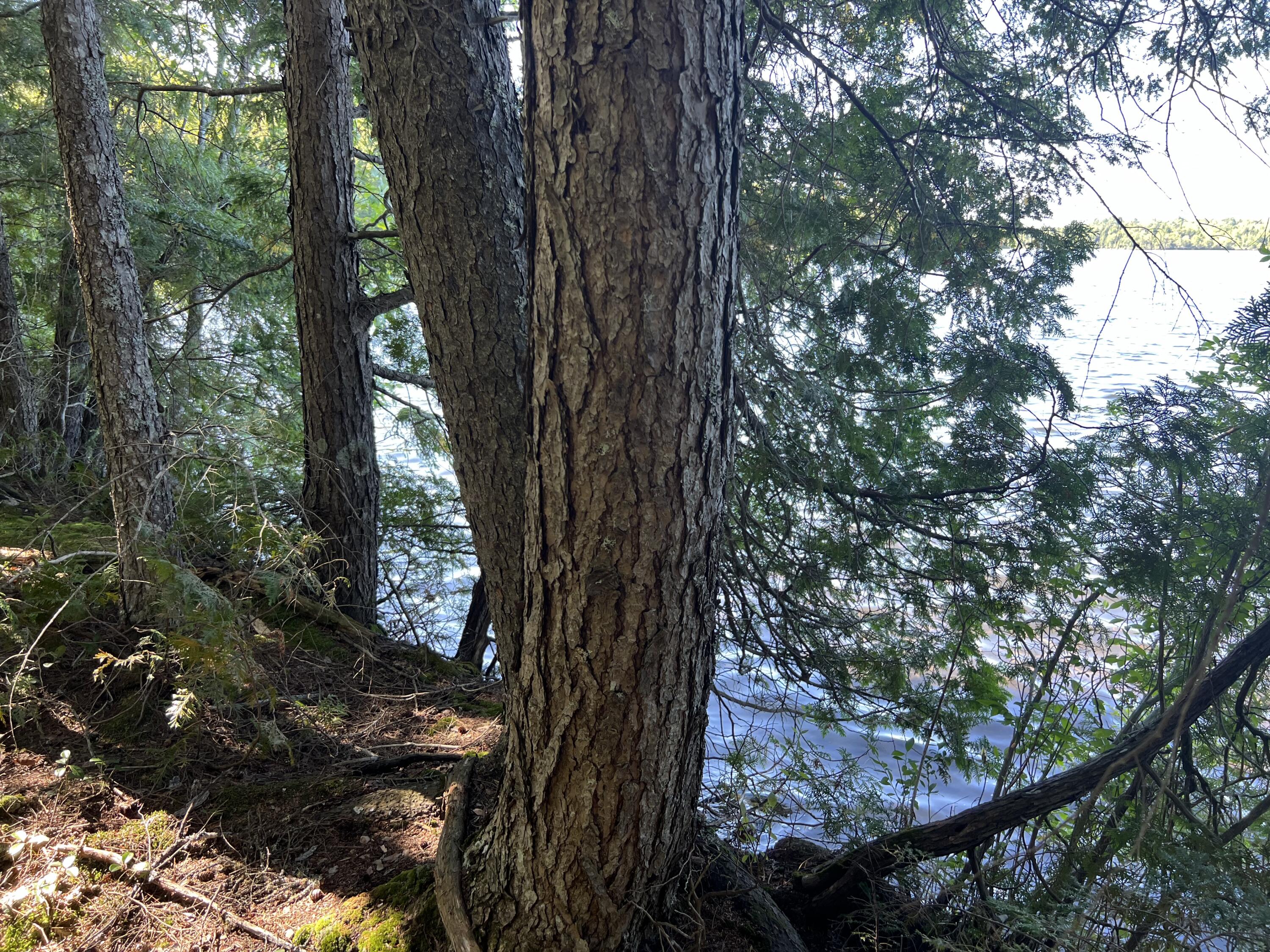 269 Egg Pond Road Lincoln, ME 04457 - Photo 4 of 11 IMG_5088