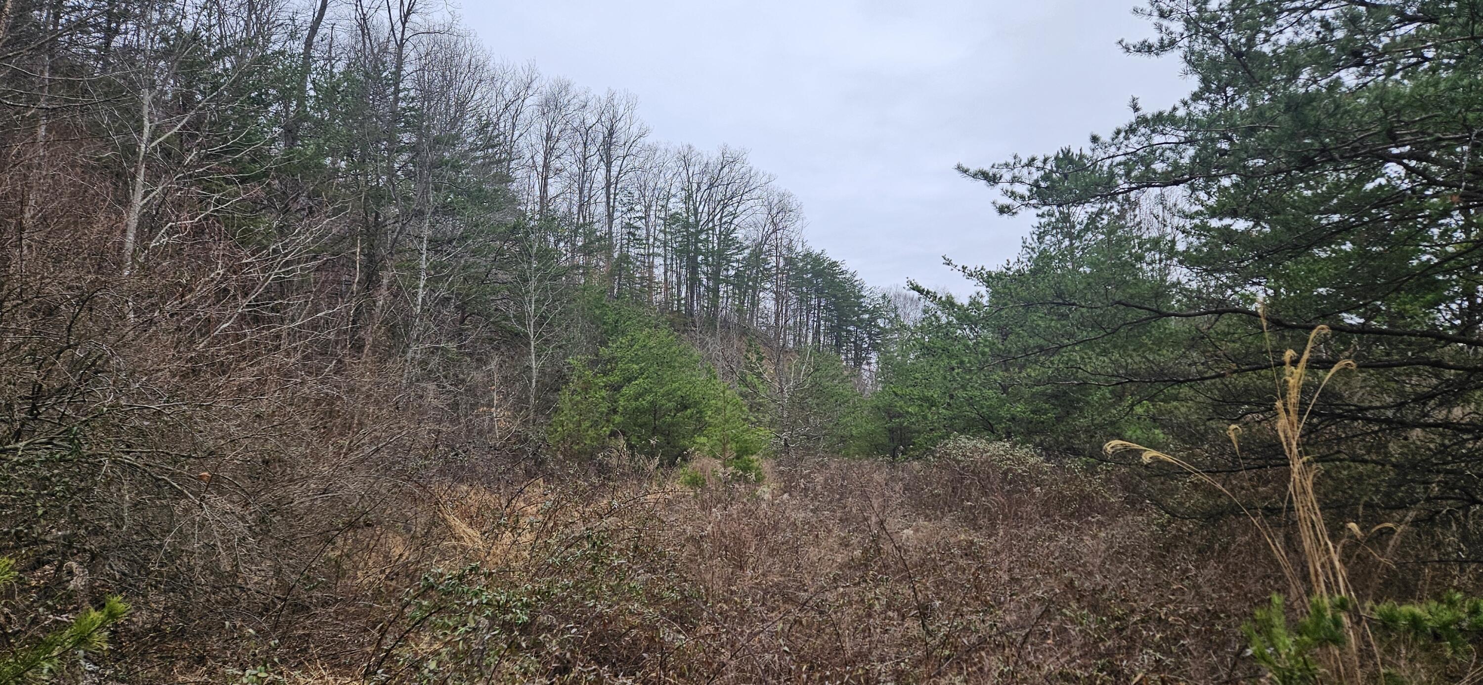 0 Trace Branch Road Barbourville, KY 40906 - Photo 1 of 9 20250205_093556