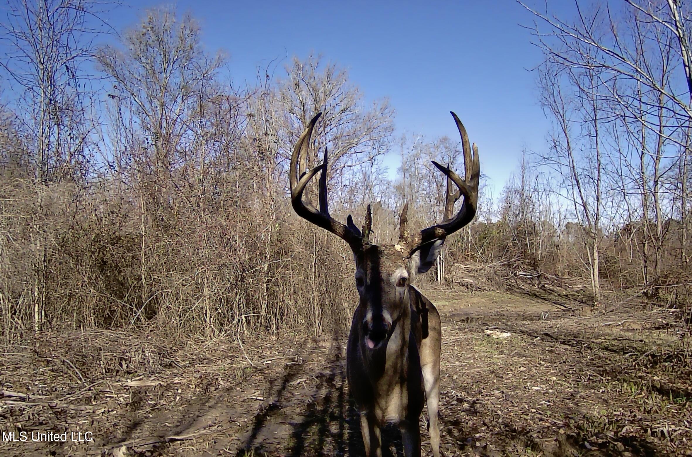 0 River Bend Road Lena, MS 39094 - Photo 16 of 33 Screen Shot 2025-09-25 at 6.33.28 PM
