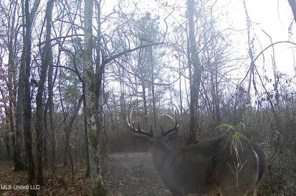 $544,000 | 0 River Bend Road, Lena, MS 39094