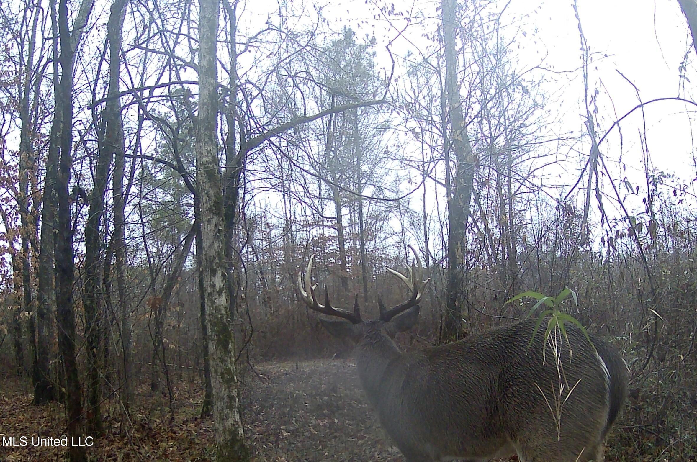 0 River Bend Road Lena, MS 39094 - Photo 28 of 33 Screen Shot 2025-09-25 at 6.33.06 PM