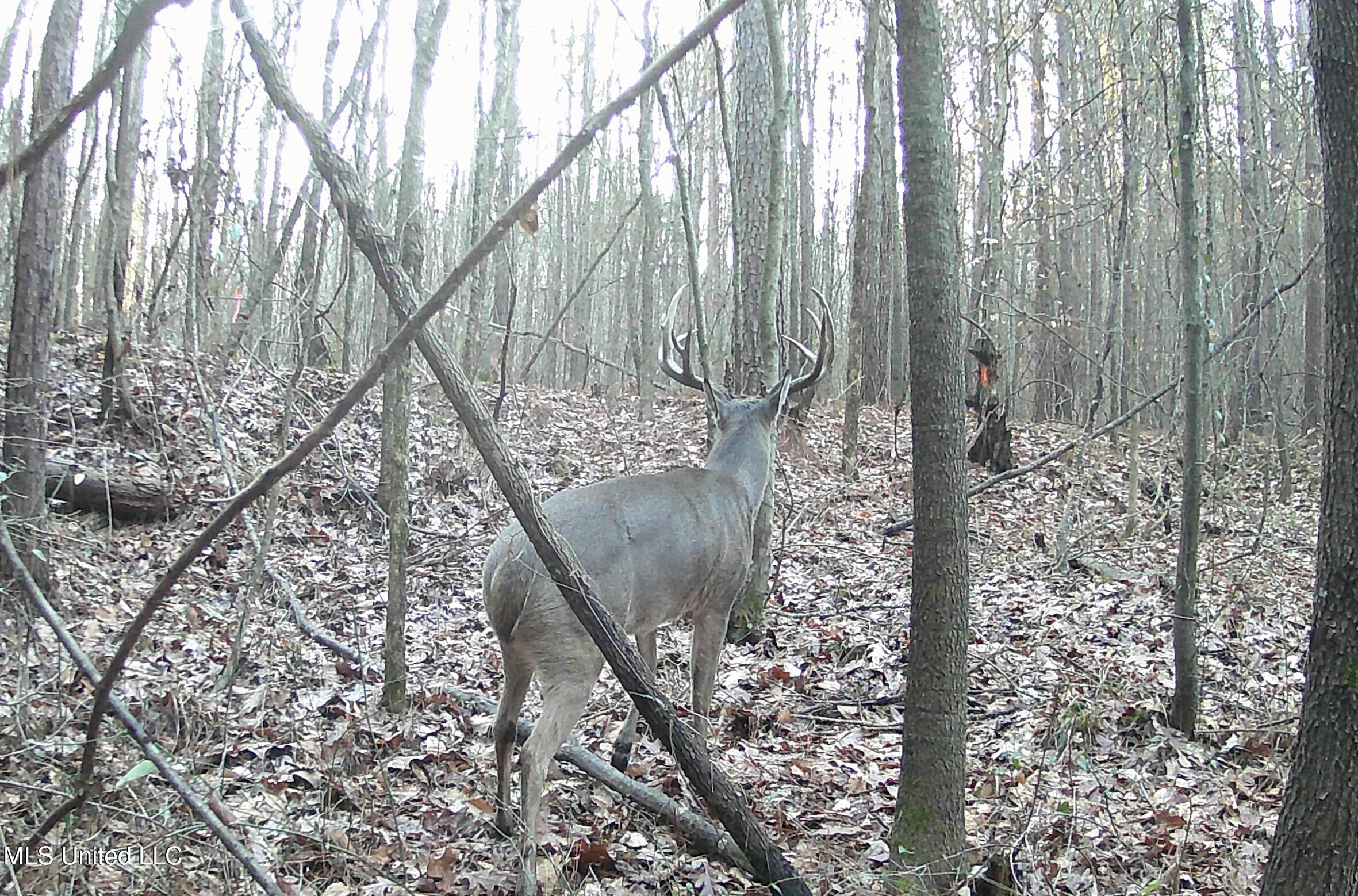 0 River Bend Road Lena, MS 39094 - Photo 29 of 33 Screen Shot 2025-09-25 at 6.33.49 PM