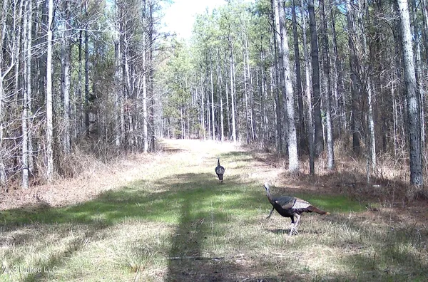 $544,000 | 0 River Bend Road, Lena, MS 39094