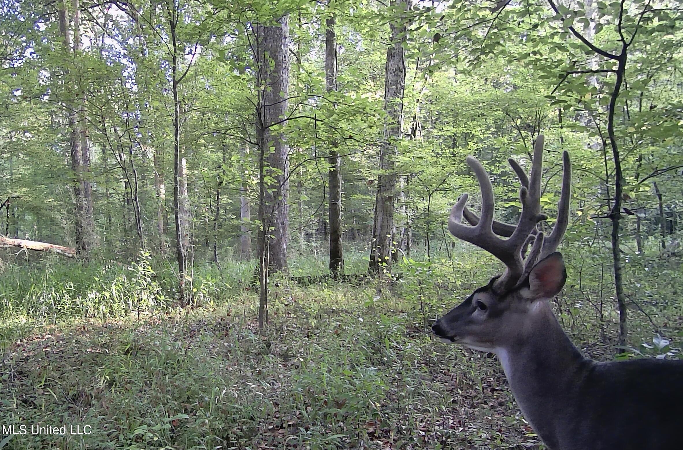 0 River Bend Road Lena, MS 39094 - Photo 32 of 33 Screen Shot 2025-09-25 at 6.34.32 PM