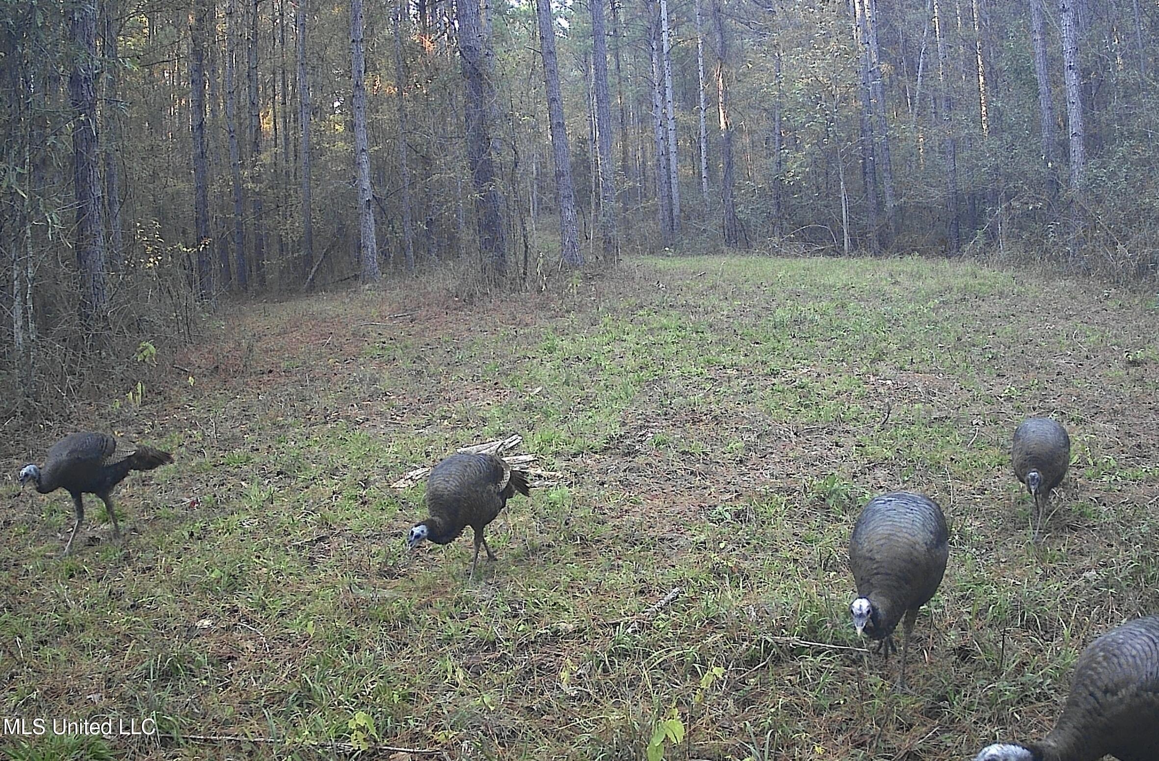 0 River Bend Road Lena, MS 39094 - Photo 33 of 33 Screen Shot 2025-09-25 at 6.34.43 PM