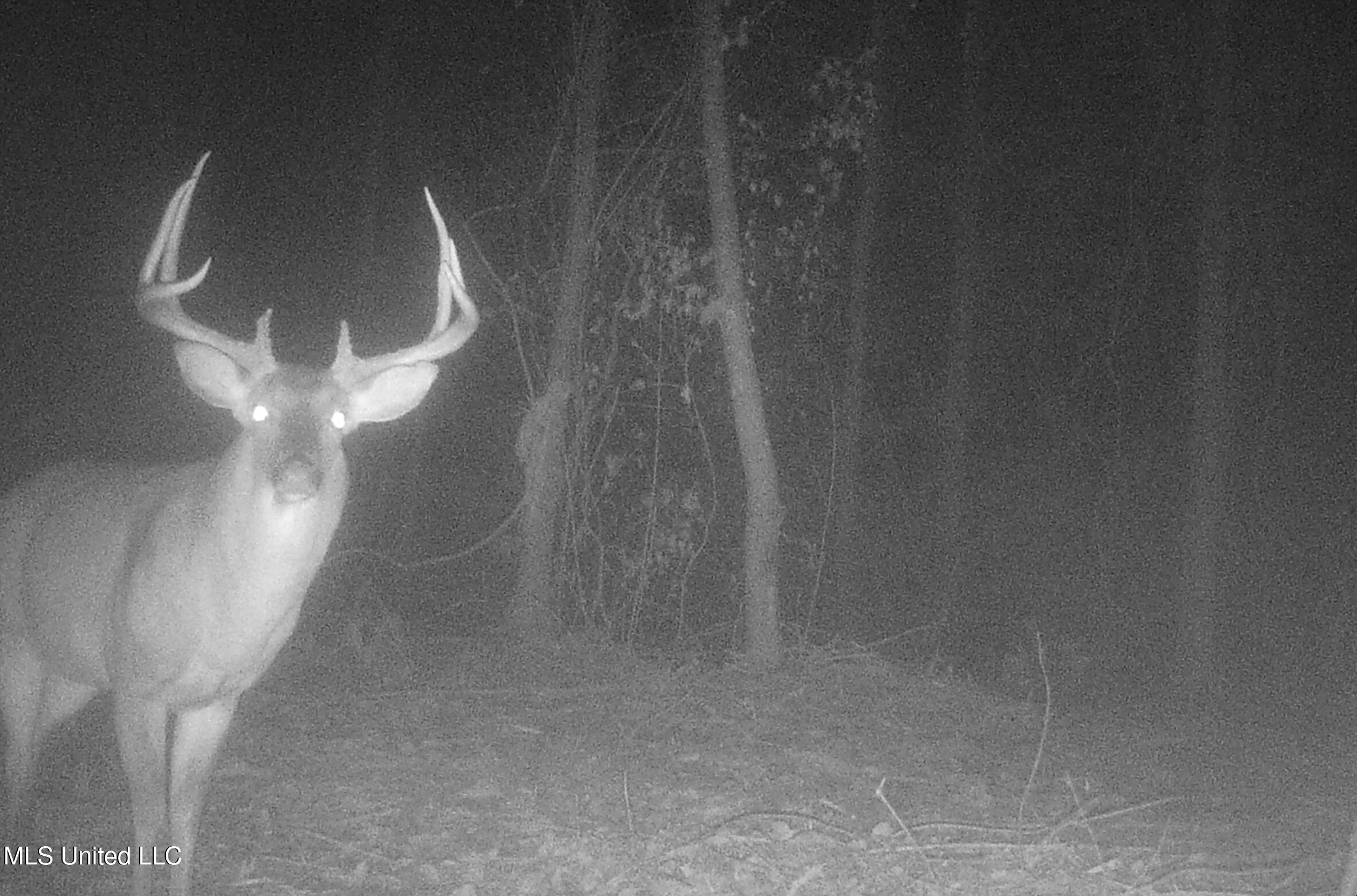 0 River Bend Road Lena, MS 39094 - Photo 6 of 33 Screen Shot 2025-09-25 at 6.33.17 PM