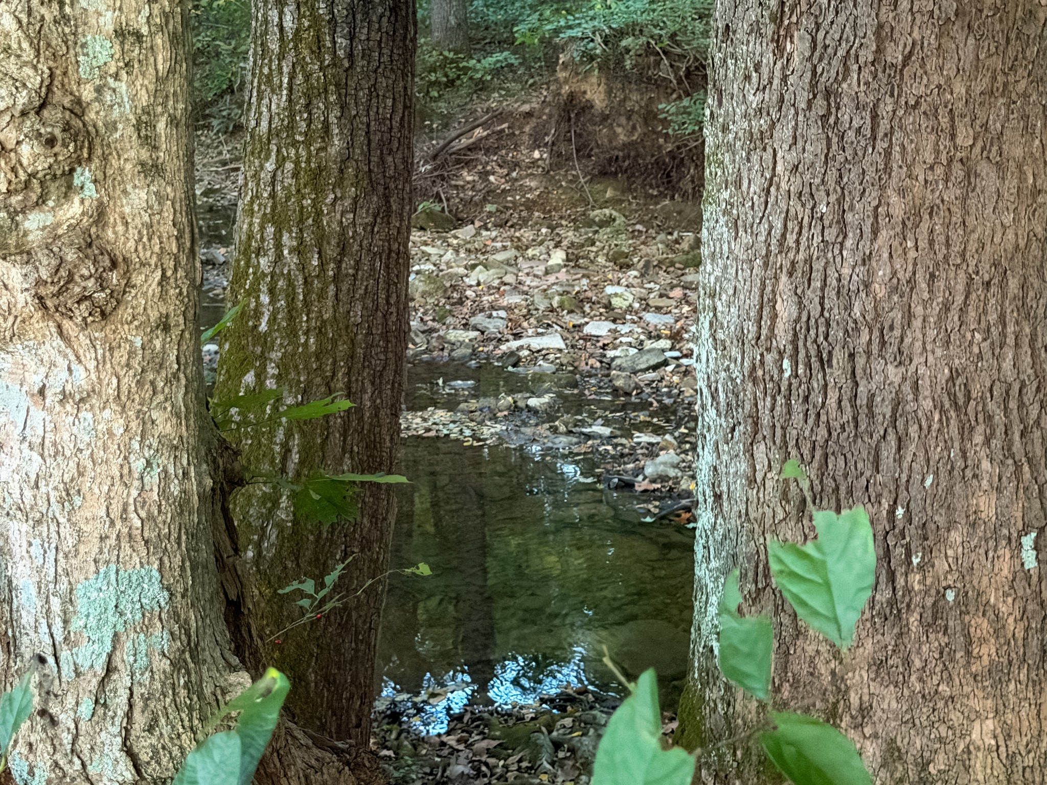 4 Indian Creek Road Cumberland Furnace, TN 37051 - Photo 11 of 70