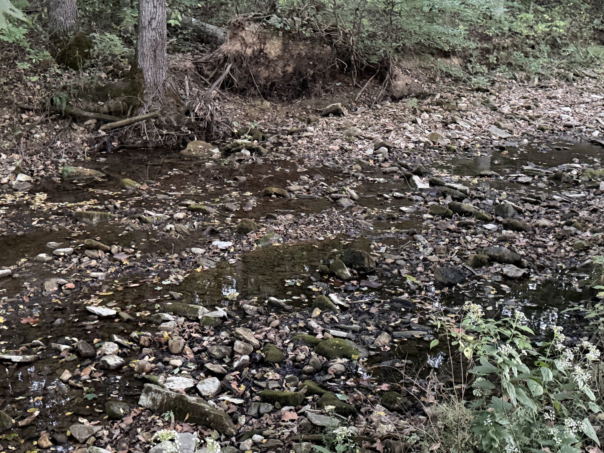 4 Indian Creek Road Cumberland Furnace, TN 37051 - Photo 14 of 70 a view of a large tree