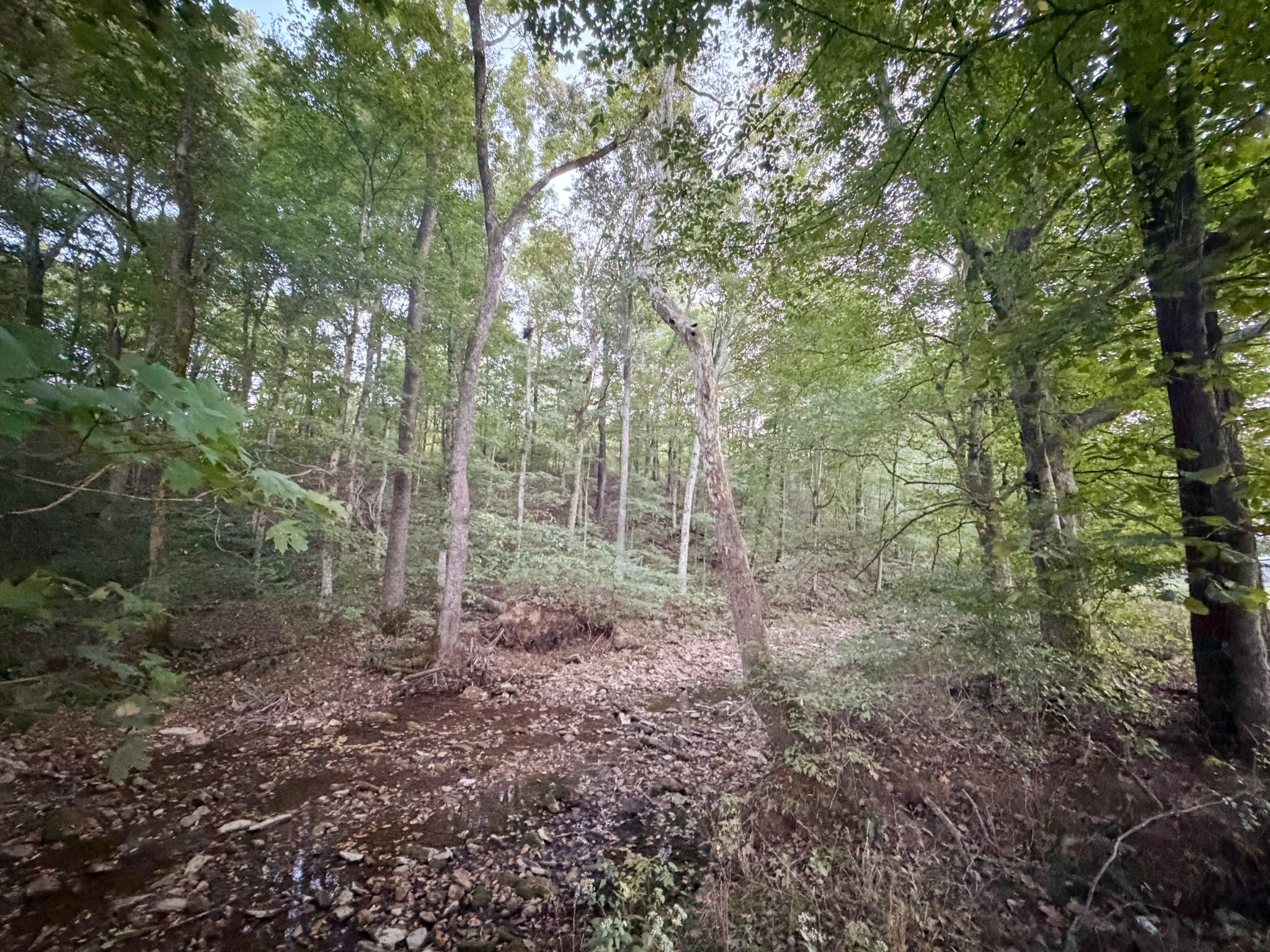 4 Indian Creek Road Cumberland Furnace, TN 37051 - Photo 21 of 70 a view of a forest with trees