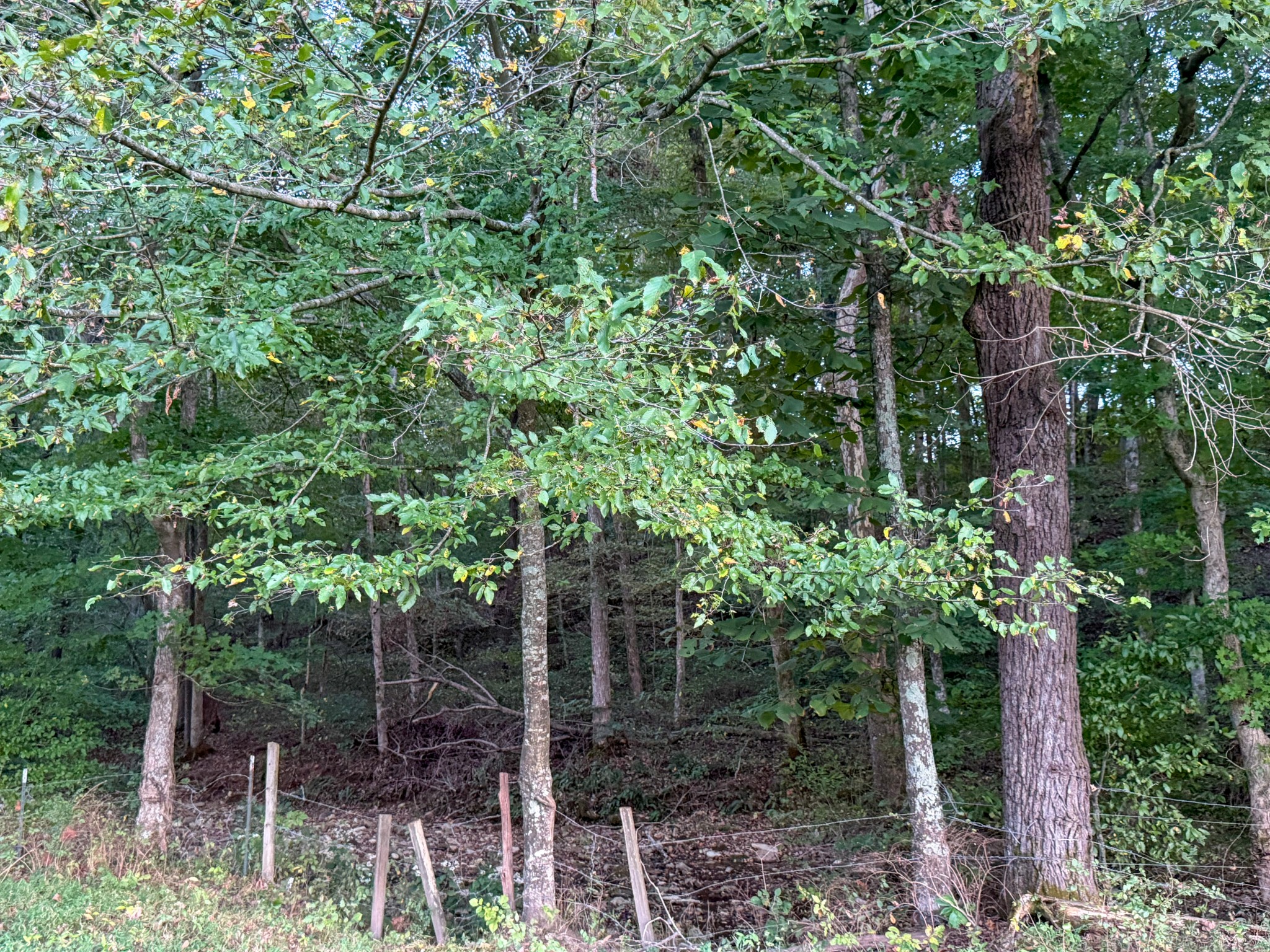 4 Indian Creek Road Cumberland Furnace, TN 37051 - Photo 22 of 70 a backyard of a house with lots of trees