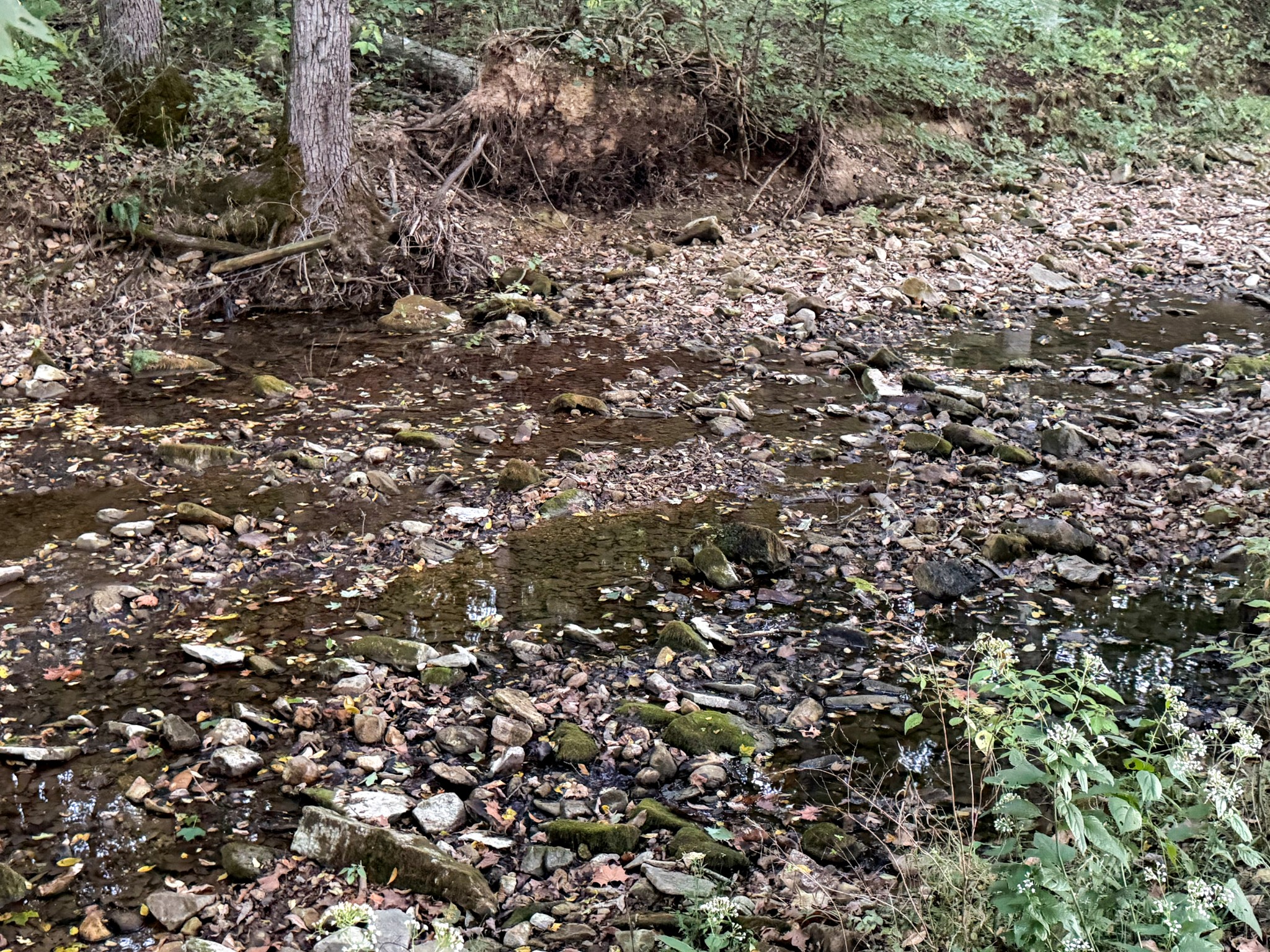 4 Indian Creek Road Cumberland Furnace, TN 37051 - Photo 24 of 70 a view of a large tree