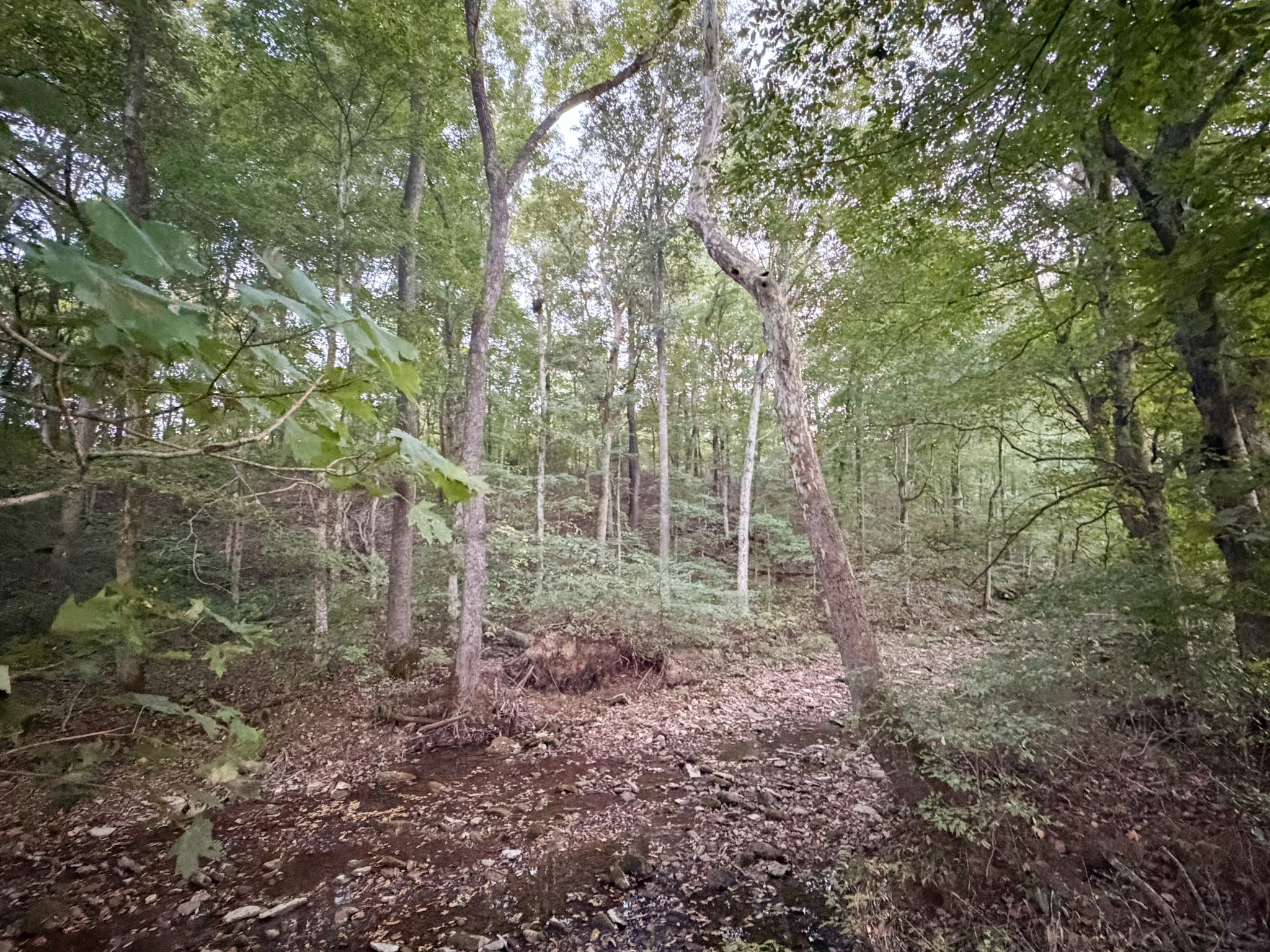 4 Indian Creek Road Cumberland Furnace, TN 37051 - Photo 25 of 70 a view of a forest with trees