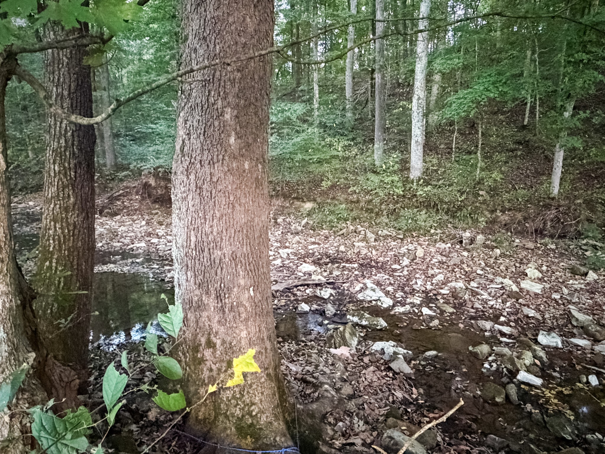 4 Indian Creek Road Cumberland Furnace, TN 37051 - Photo 35 of 70 a view of forest