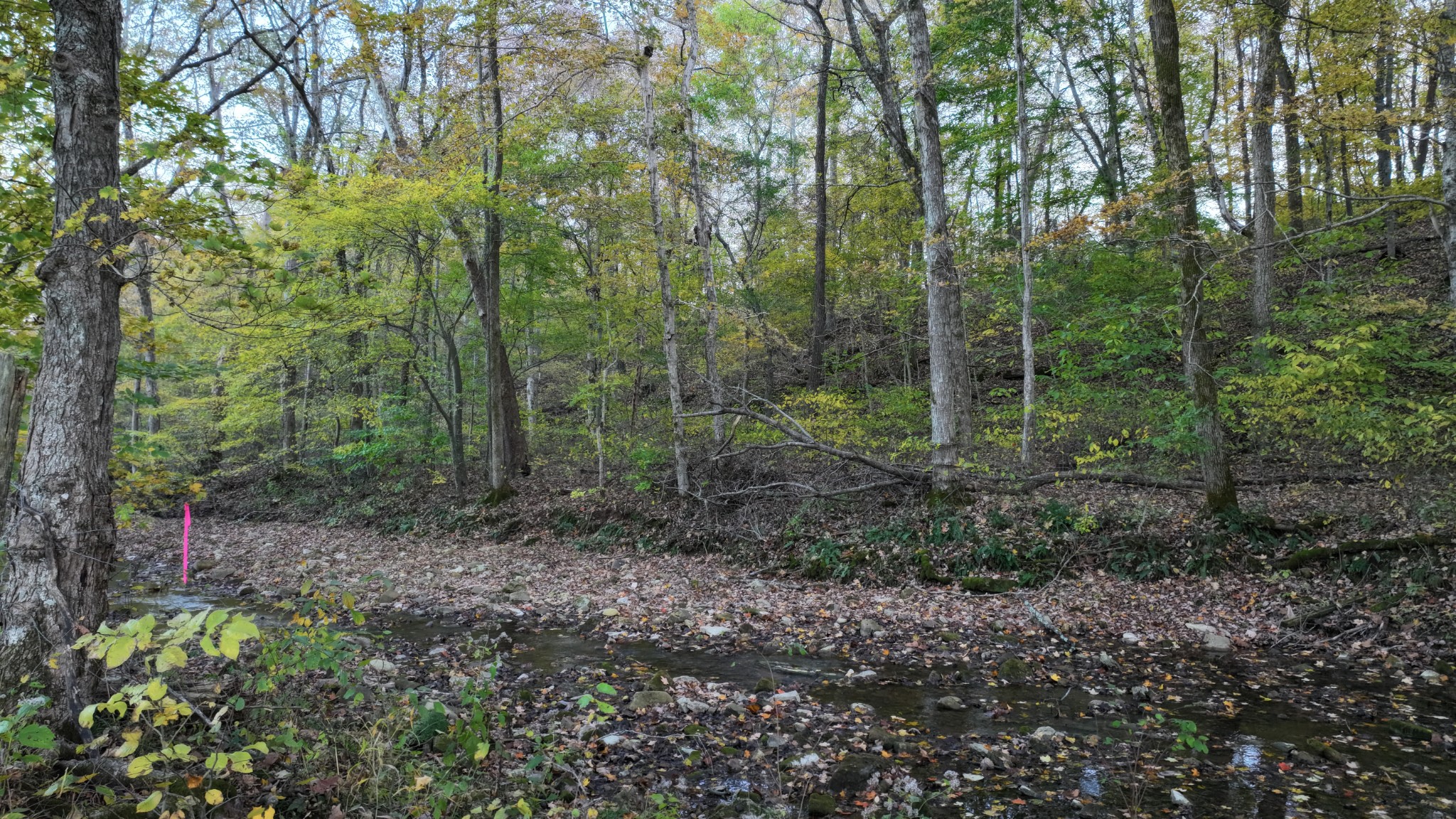 4 Indian Creek Road Cumberland Furnace, TN 37051 - Photo 42 of 70 a view of a forest that has large trees