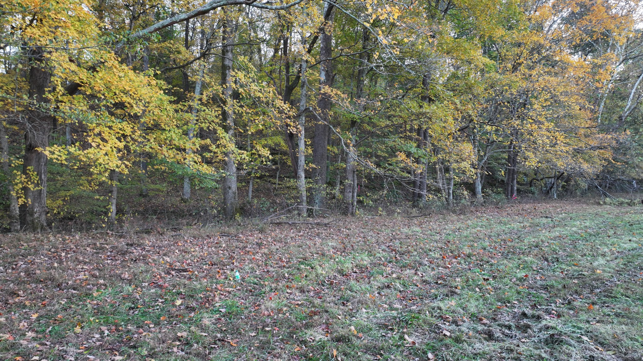 4 Indian Creek Road Cumberland Furnace, TN 37051 - Photo 46 of 70 a view of a forest with trees in the background