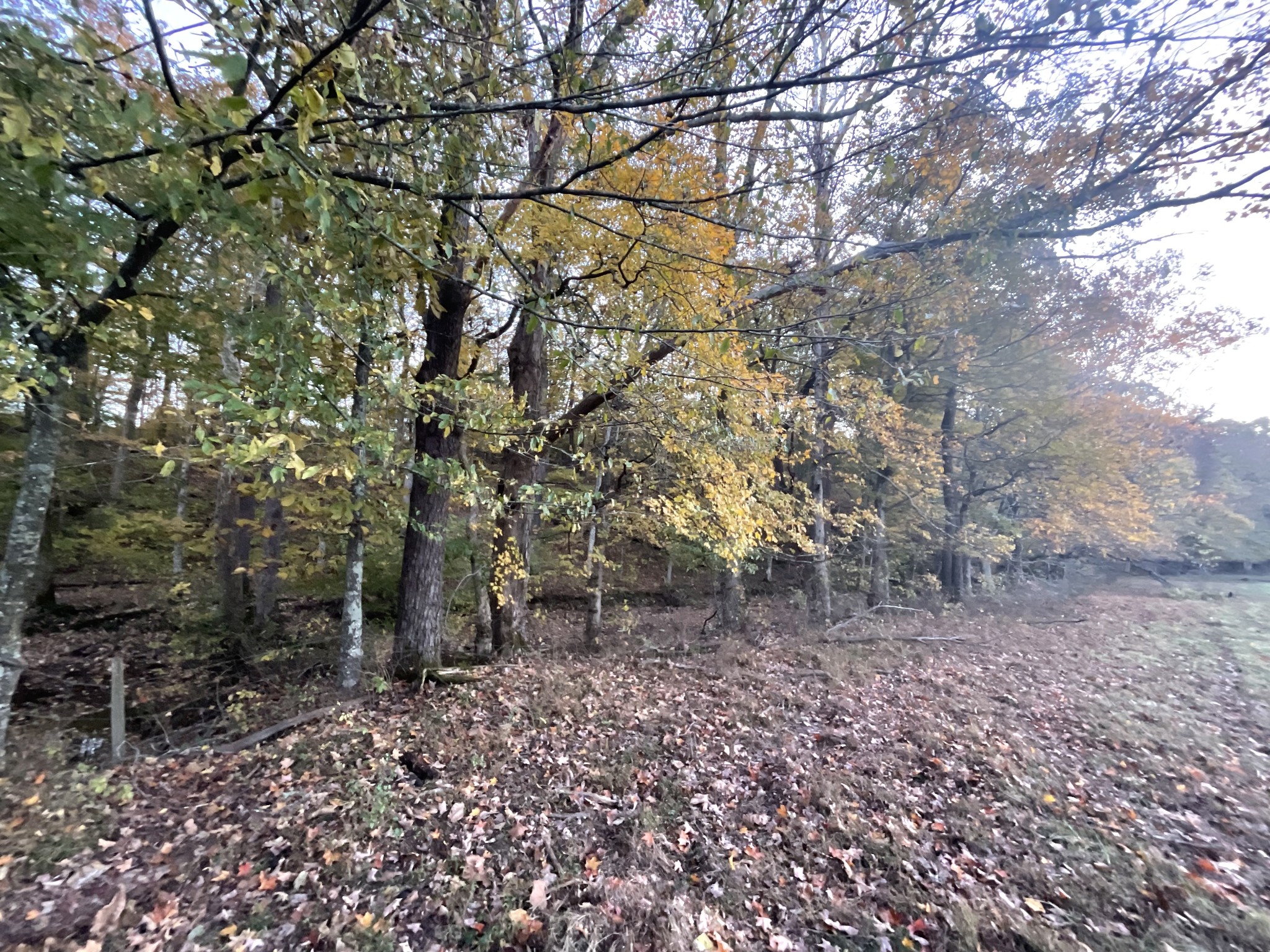4 Indian Creek Road Cumberland Furnace, TN 37051 - Photo 55 of 70 a backyard of a house with lots of green space