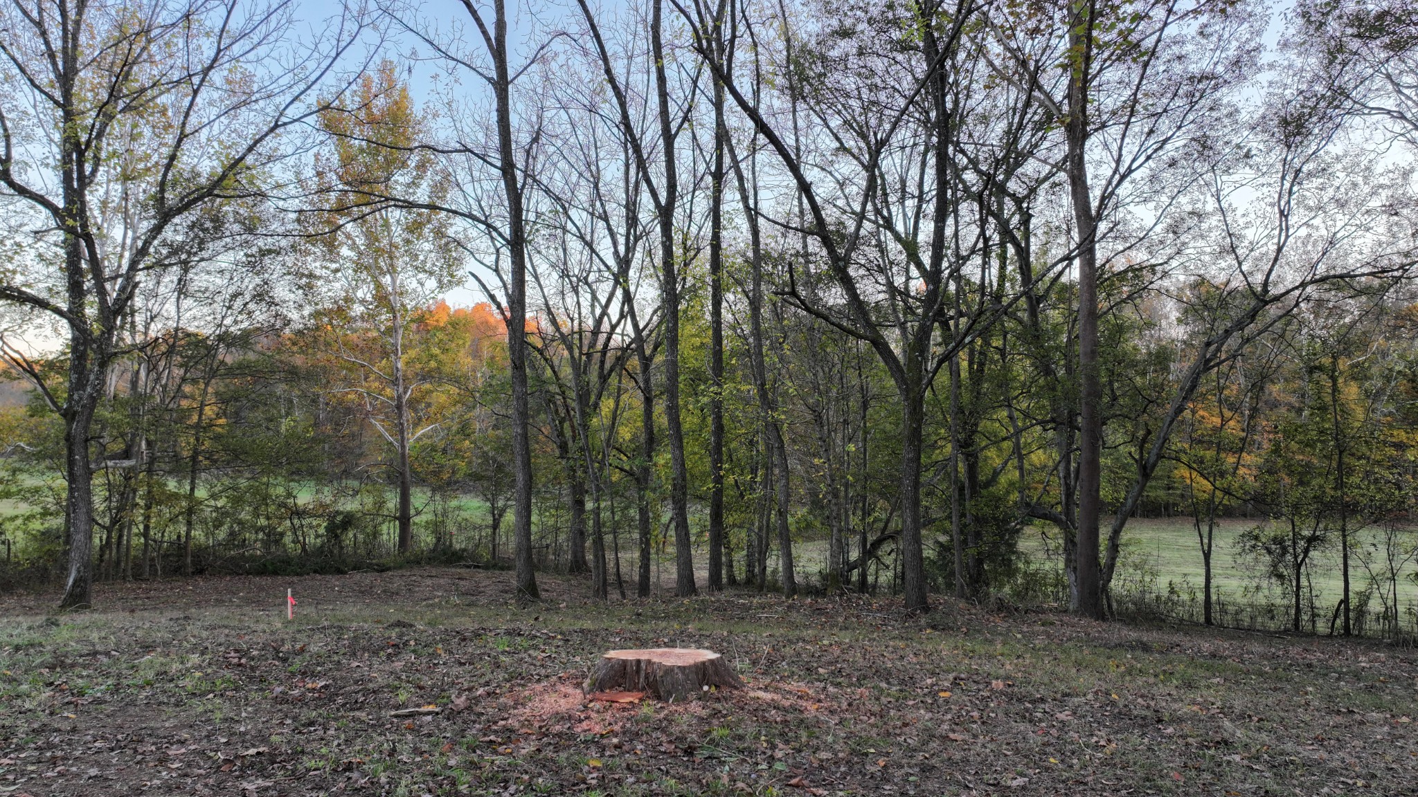 4 Indian Creek Road Cumberland Furnace, TN 37051 - Photo 58 of 70 a view of a forest with trees in the background