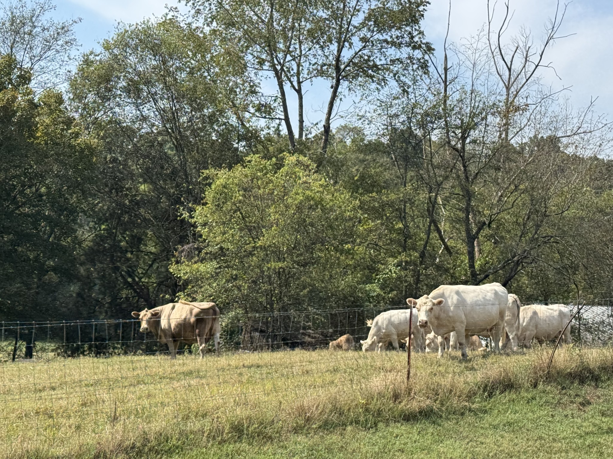 4 Indian Creek Road Cumberland Furnace, TN 37051 - Photo 6 of 70