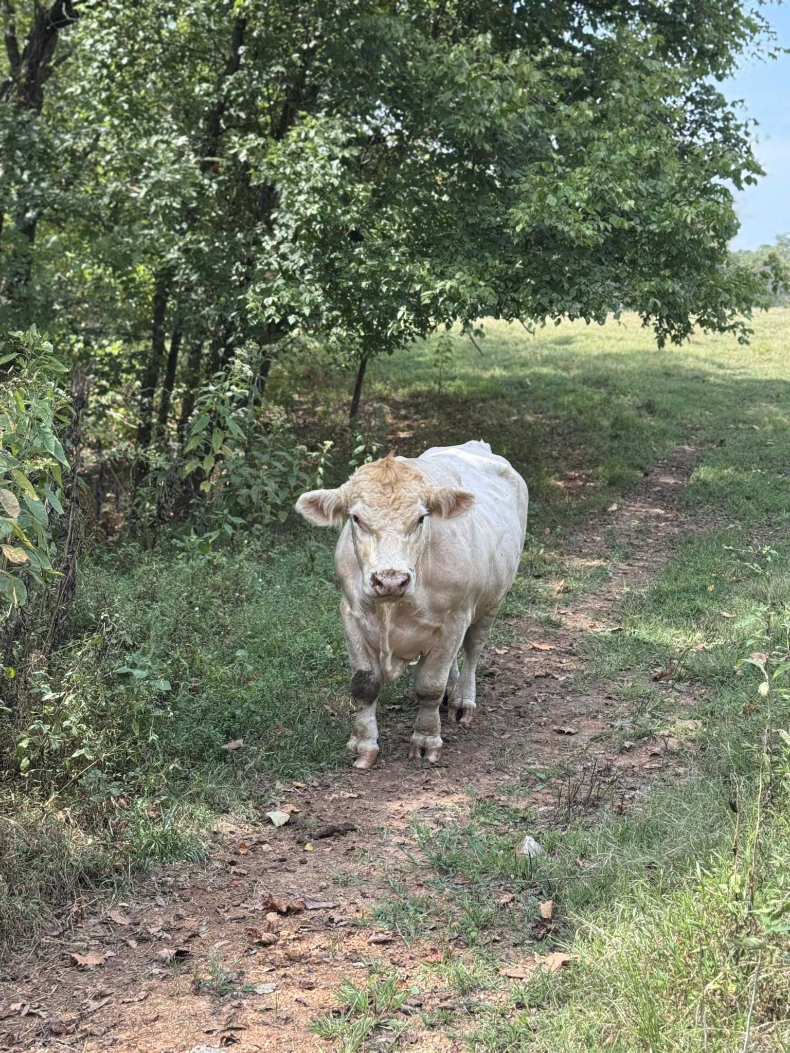 4 Indian Creek Road Cumberland Furnace, TN 37051 - Photo 69 of 70 a view of a backyard