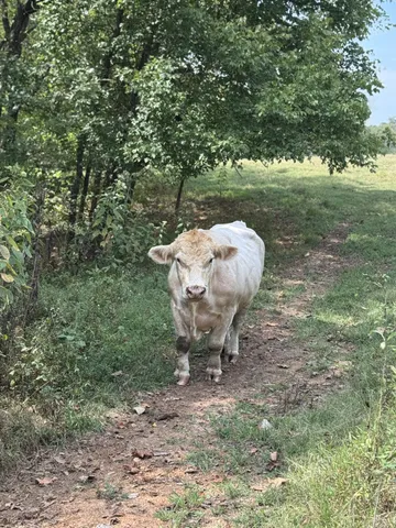 $139,000 | 4 Indian Creek Road, Cumberland Furnace, TN 37051