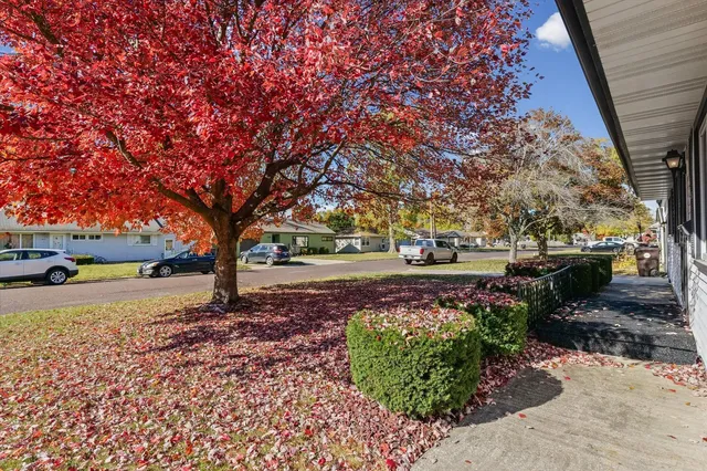 a street view with large trees