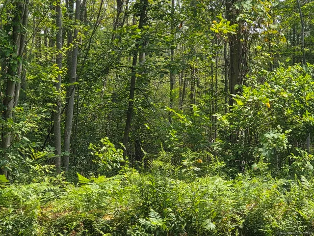 a view of a lush green forest