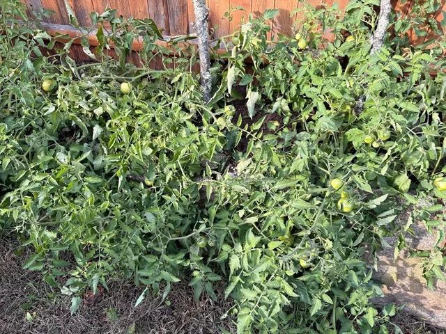 a plant with lots of flowers