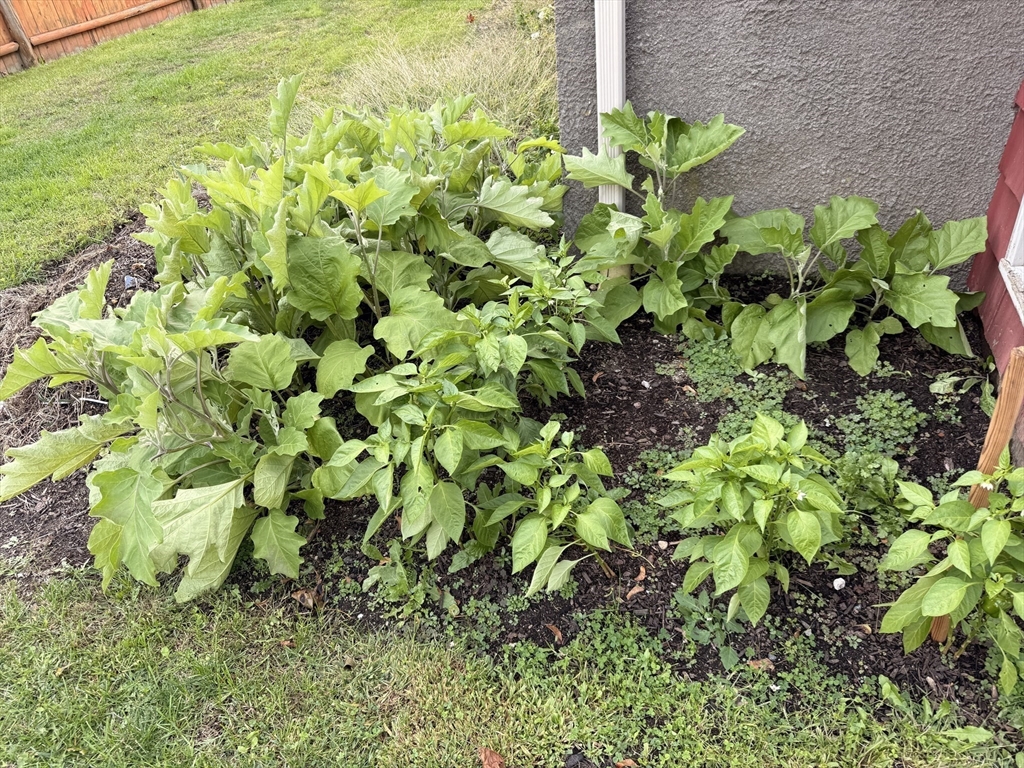 68 Sutcliffe Road Lynn, MA 01904 - Photo 9 of 23 a plant with lots of flowers