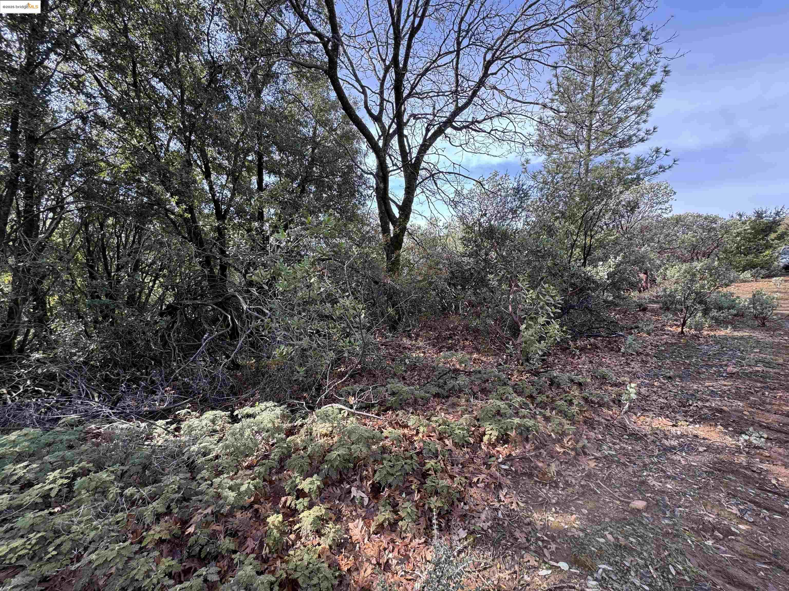 25555 Grant Ridge Road Columbia, CA 95310 - Photo 10 of 13 a view of a forest with lots of trees