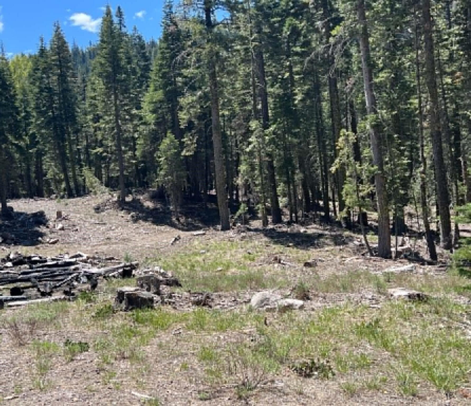 0 Logging Road Shingletown, CA 96088 - Photo 15 of 32 a view of outdoor space with trees