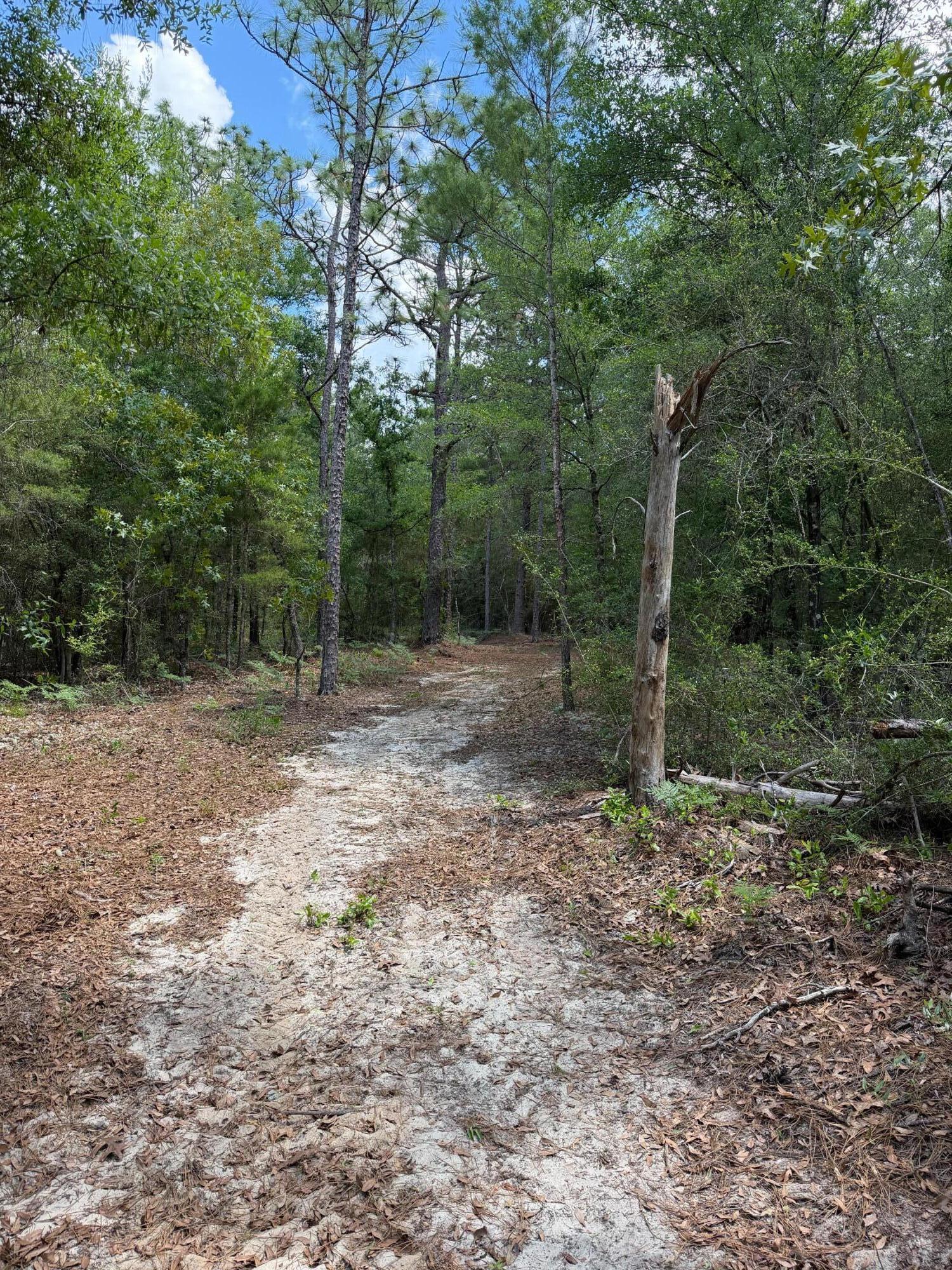 0 Laird Road Crestview, FL 32539 - Photo 21 of 59 IMG_0670