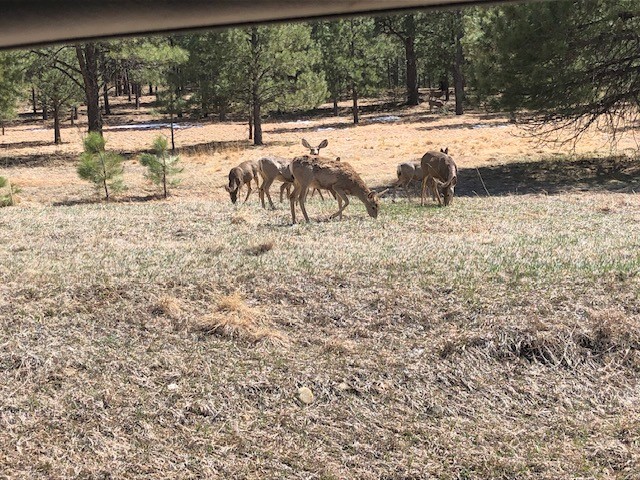 Lot 65 Patron Road Rociada, NM 87742 - Photo 14 of 14